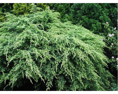 Можжевельник чешуйчатый Холгер (Juniperus squamata Holger)