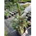 Ель обыкновенная Биколор (ель Алькокка) (Picea abies Bicolor)