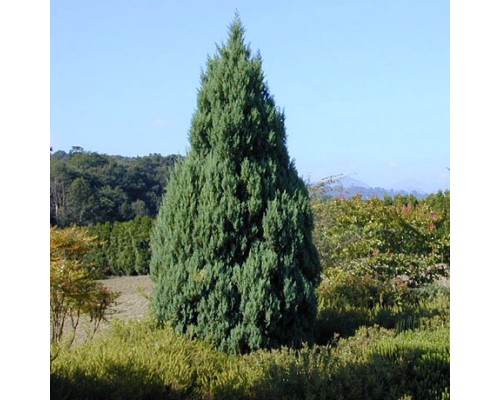 Можжевельник китайский Стрикта (Juniperus chinensis Stricta)