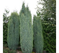 Можжевельник обыкновенный Суецика (Juniperus communis Suecica)