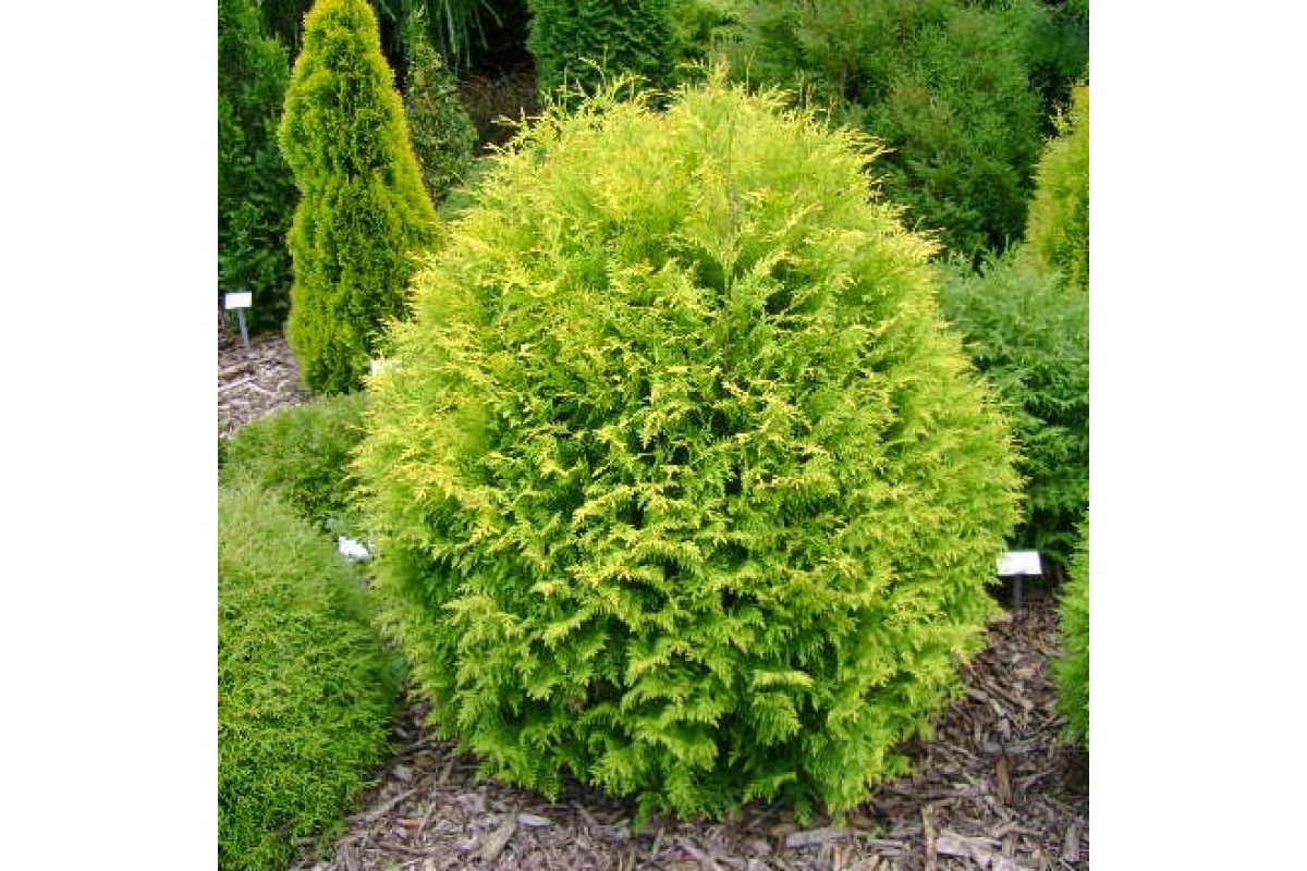 Туя западная Голден Глоб (Thuja occidentalis Golden Globe)