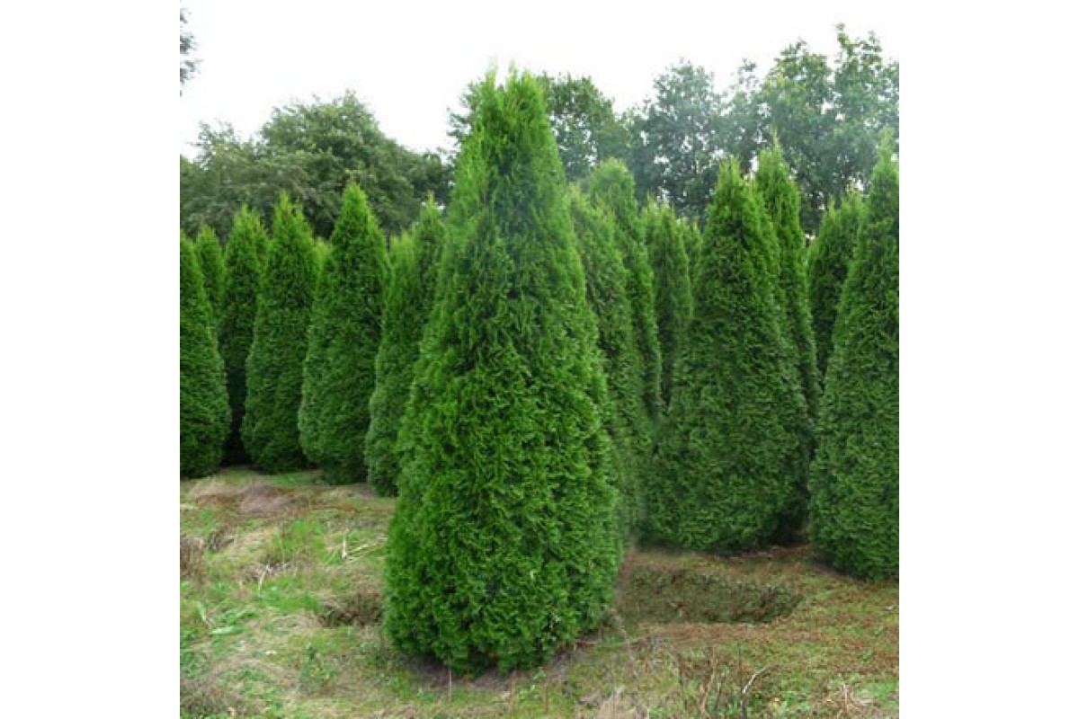 Туя западная Смарагд (Thuja occidentalis Smaragd)