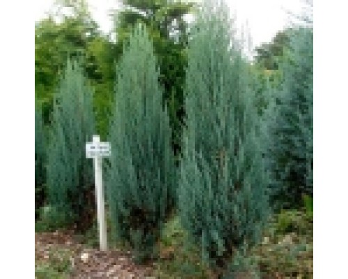 Можжевельник скальный Блю Арроу (Juniperus scopulorum Blue Arrow)