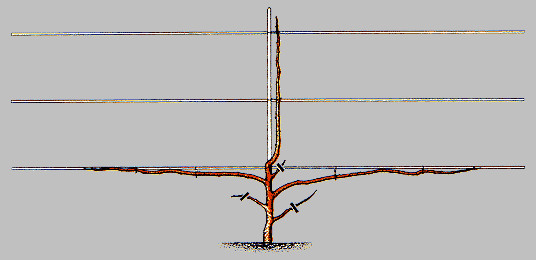 Техника формирования пальметты на плодовых деревьях